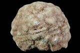 Flower-Like Sandstone Concretion - Pseudo Stromatolite #70048-1